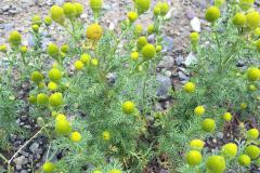 Pineapple Weed, Wild Chamomile