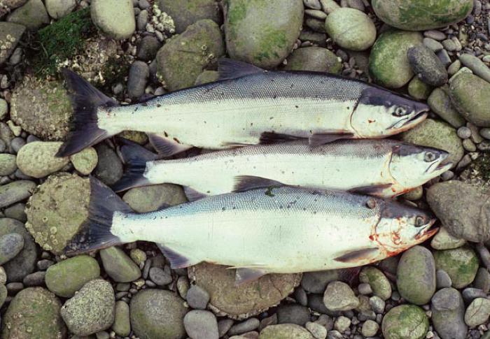 Sockeye Salmon