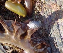 Snail