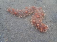 Sea Cucumber
