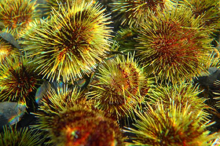 Sea Urchin