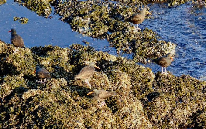 Oystercatcher