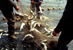 Seine Net