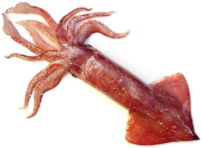 Squid
