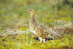 Ptarmigan