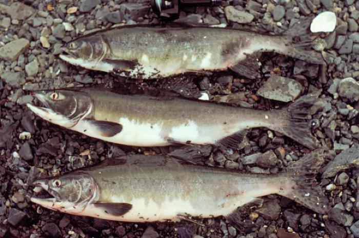 Pink Salmon