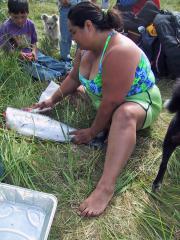 Silver Salmon