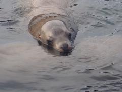 Sea Lion