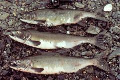 Pink Salmon