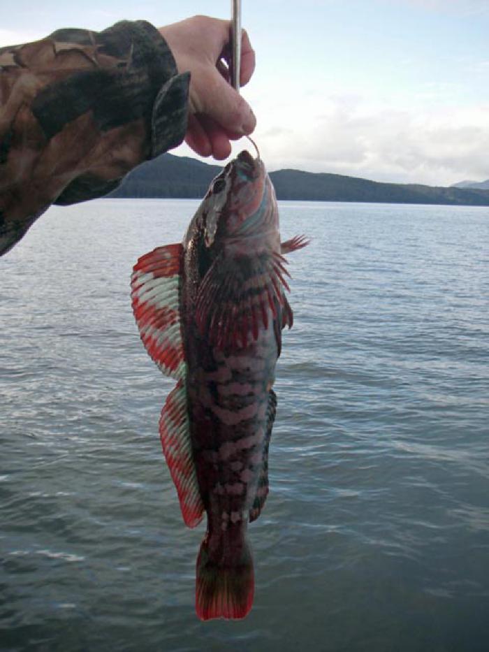 Rockfish