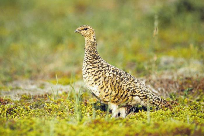 Ptarmigan