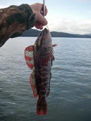 Rockfish