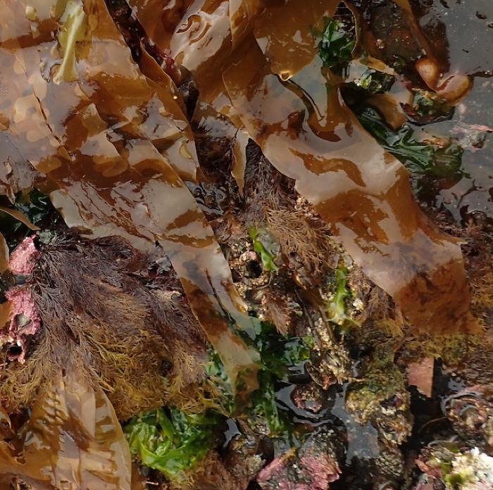 Sea Lettuce