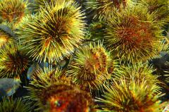 Sea Urchin