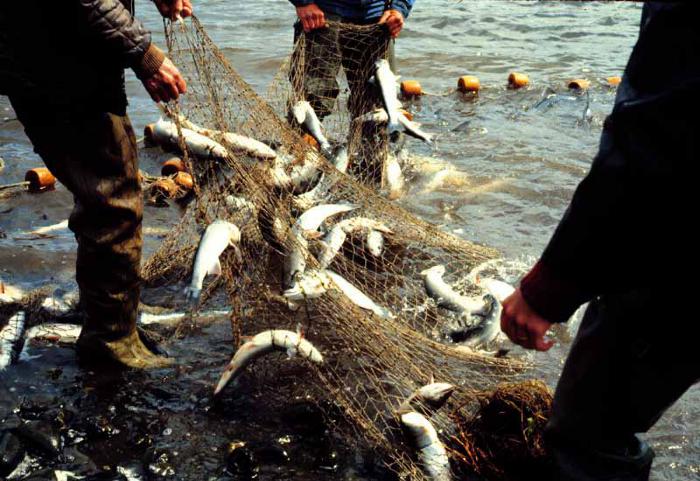 Seine Net