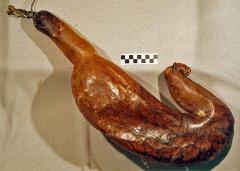 Seal Stomach