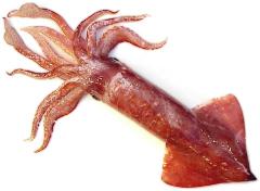 Squid