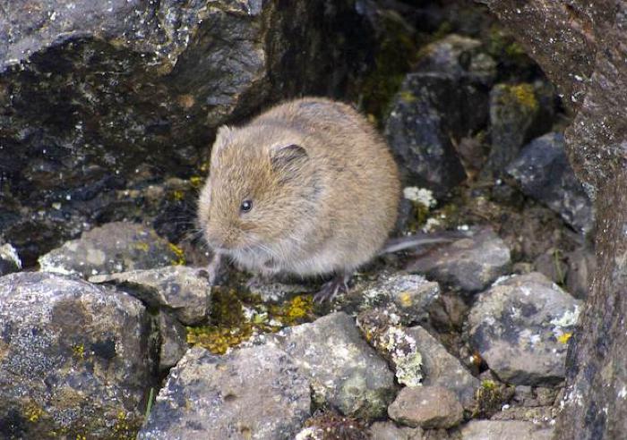 Vole, Mouse