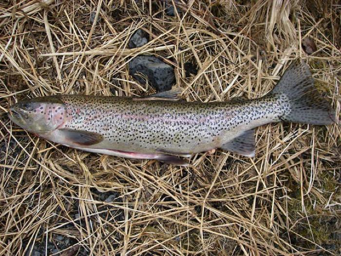 Trout