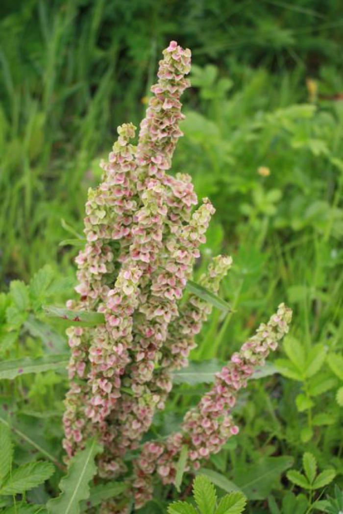 Wild Rhubarb, Sourdock
