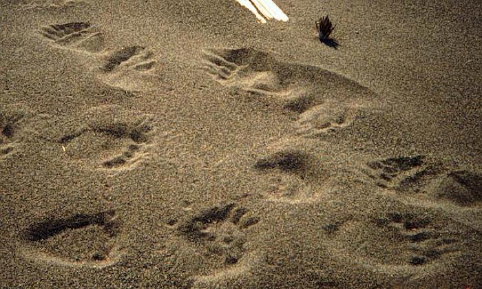 Footprint