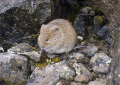 Vole, Mouse