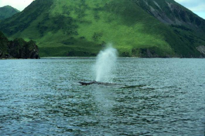 Whale