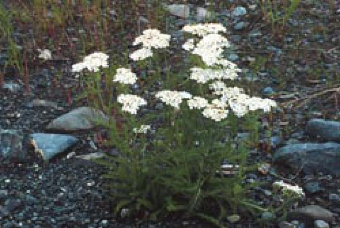 Yarrow