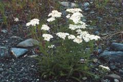 Yarrow