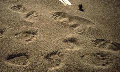 Footprint