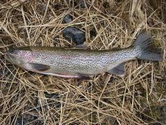 Trout
