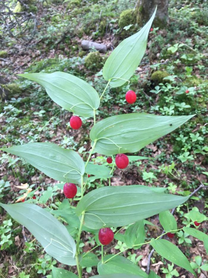 Watermelon Berry