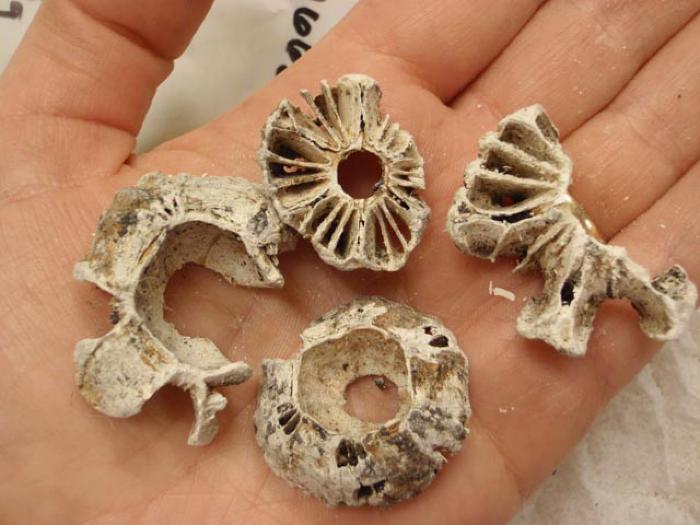 Barnacles