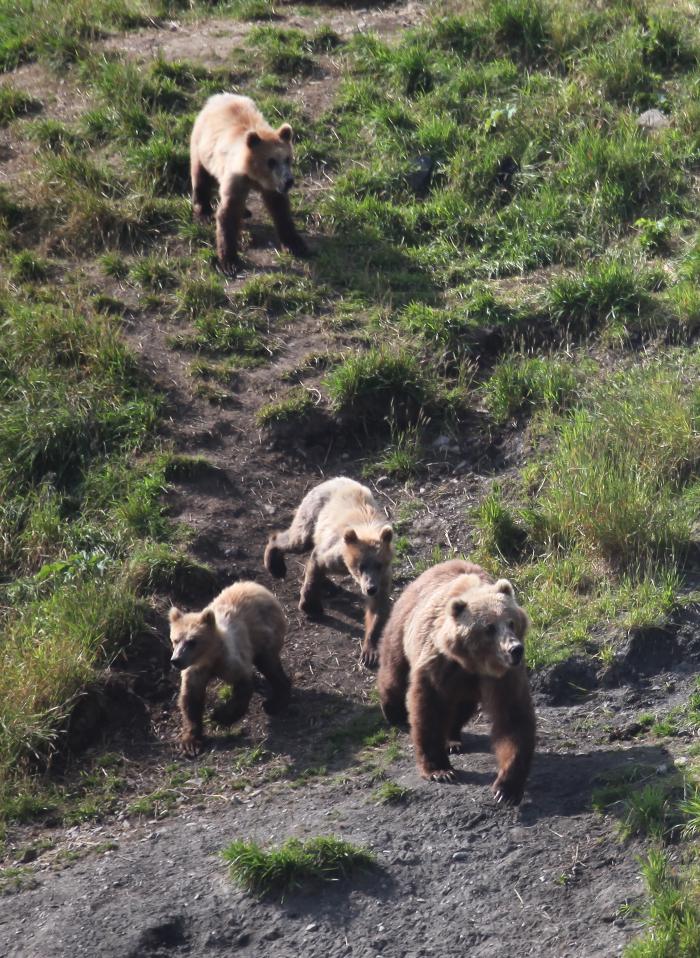 Bear Cub