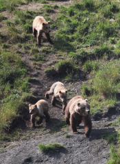Bear Cub