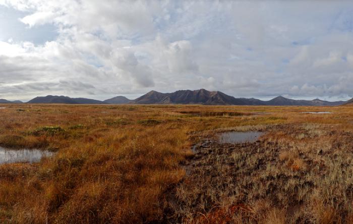 Bog, Swamp