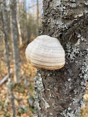 Bracket Fungus