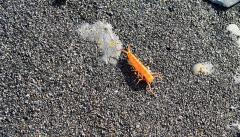 Beach Flea, Jumping Jack