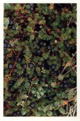 Crowberry, Blackberry
