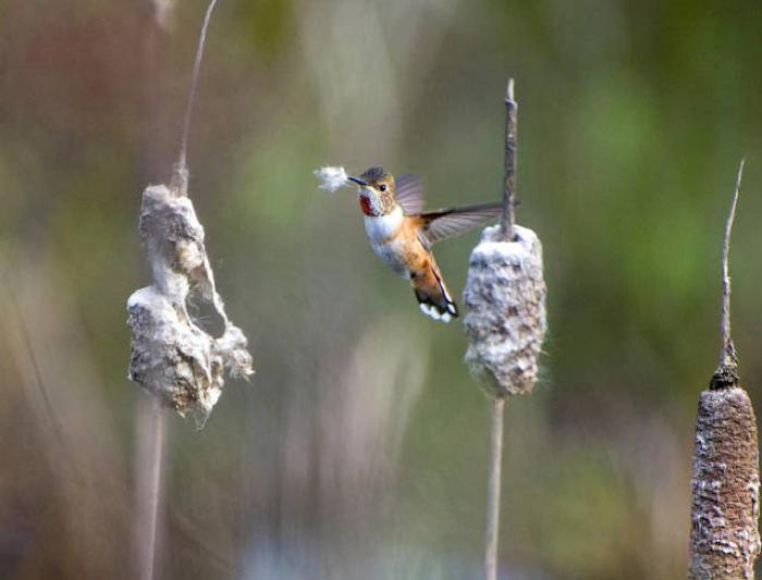 Hummingbird