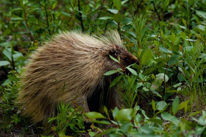 Porcupine, Quill