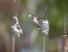 Hummingbird