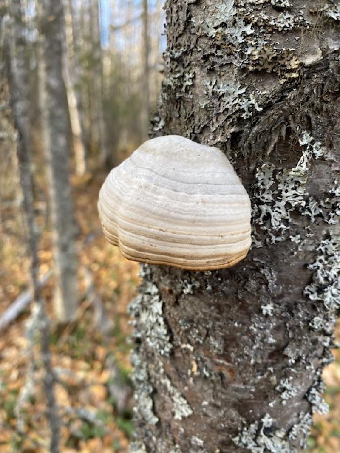Bracket Fungus