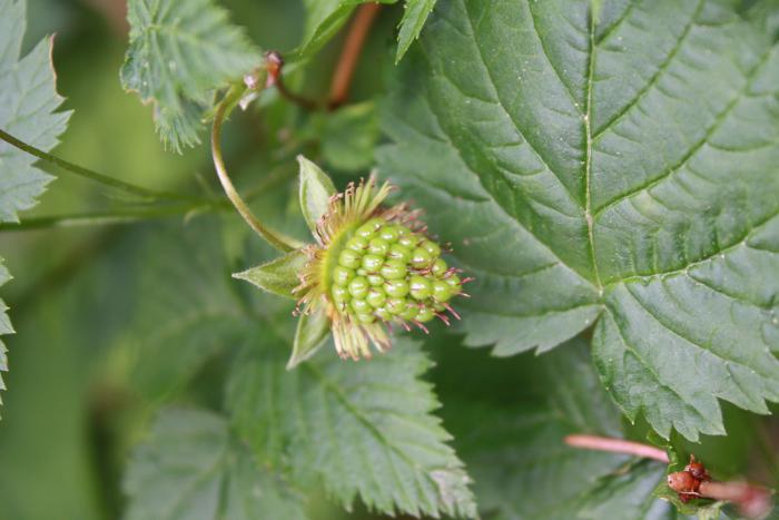 Green Salmonberries