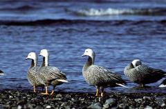 Emperor Goose
