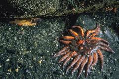 Starfish