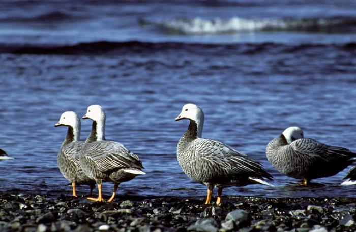 Emperor Goose