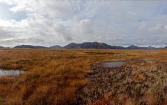 Bog, Swamp