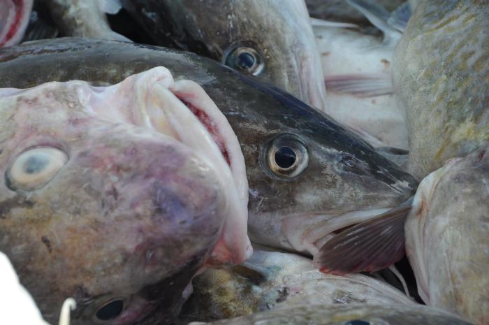 Fish Head