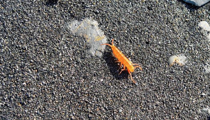 Beach Flea, Jumping Jack